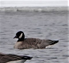 Branta hutchinsii hutchinsii