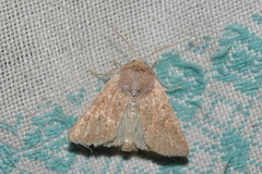 Photedes fluxa
