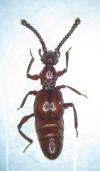 Batrisus formicarius