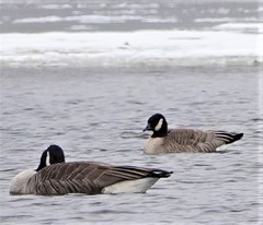 Branta hutchinsii hutchinsii