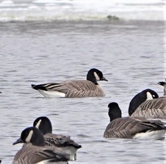 Branta hutchinsii hutchinsii