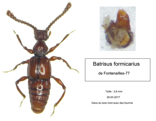 Batrisus