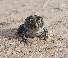 Pyxicephalus adspersus