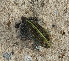 Pyxicephalus adspersus