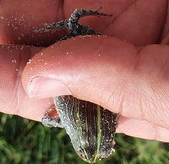 Pyxicephalus adspersus