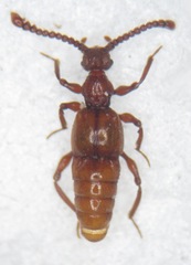 Batrisus formicarius