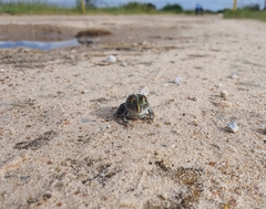 Pyxicephalus adspersus