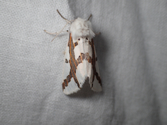 Euerythra phasma