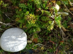 Tripleurospermum maritimum