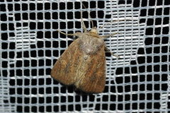 Photedes fluxa