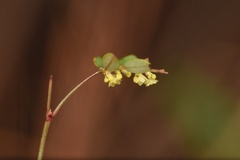 Phyllanthus pentaphyllus