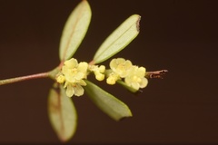 Phyllanthus pentaphyllus