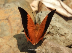 Charaxes psaphon imna