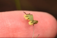 Phyllanthus pentaphyllus