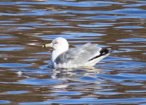 Gaviota de Delaware (Larus delawarensis)