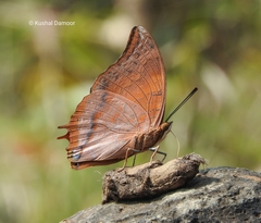 Charaxes psaphon imna