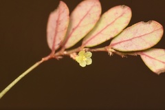 Phyllanthus pentaphyllus