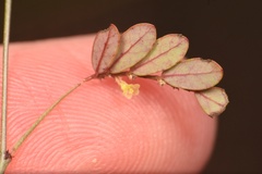 Phyllanthus pentaphyllus