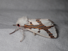 Euerythra phasma