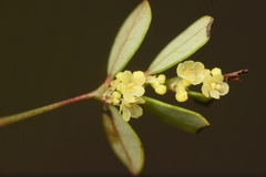 Phyllanthus pentaphyllus