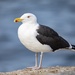 Great Black-backed Gull - Photo (c) alex_shure, some rights reserved (CC BY-NC), uploaded by alex_shure