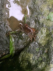 Geothelphusa eucrinodonta