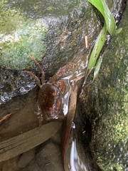 Geothelphusa eucrinodonta