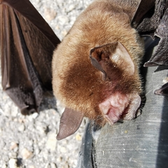 Pteronotus mesoamericanus