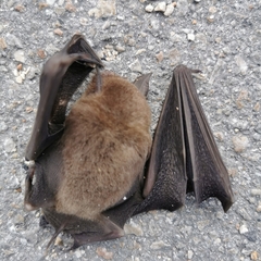 Pteronotus mesoamericanus