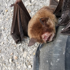 Pteronotus mesoamericanus