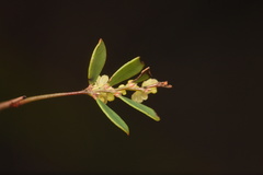 Phyllanthus pentaphyllus