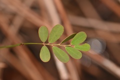 Phyllanthus pentaphyllus