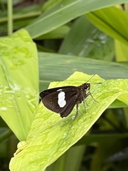 Notocrypta paralysos