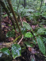 Dipsas palmeri