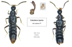 Calodera riparia