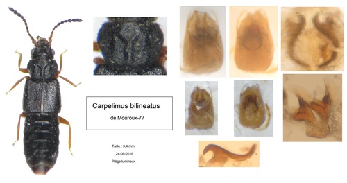 Representative image of Carpelimus bilineatus