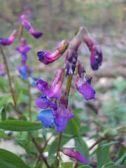 Lathyrus vernus