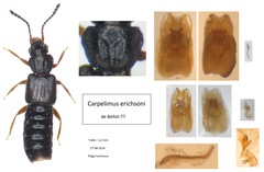 Carpelimus erichsoni