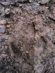 Tapirus terrestris