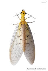 Nevromus austroindicus