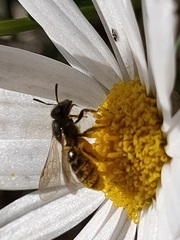 Lasioglossum