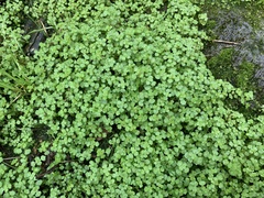 Pilea peploides major