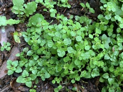 Pilea peploides major