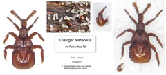 Claviger testaceus