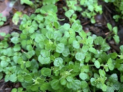 Pilea peploides major