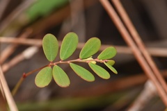 Phyllanthus pentaphyllus