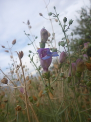 Penstemon incertus