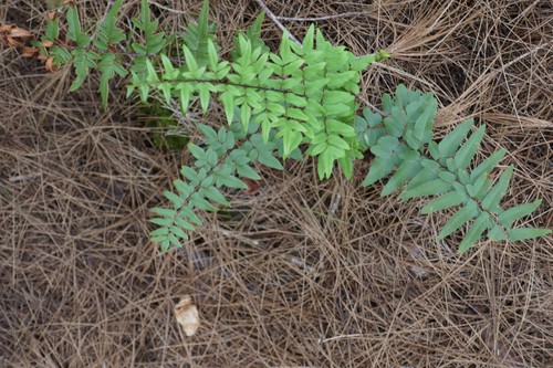 Cheilanthes image