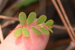 Phyllanthus pentaphyllus