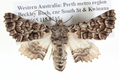 Dinophalus thrasyschema